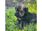 Schnauzer (Miniature) Puppy for sale in Pearson, GA, USA