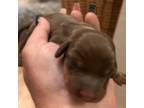 Dachshund Puppy for sale in Titus, AL, USA