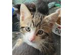 Adopt Chic (ory) (Claudia #2) a Domestic Short Hair