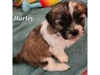 Zuchon Puppy for sale in Charlotte, NC, USA