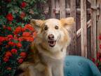 Adopt Jackson a Collie, Mixed Breed