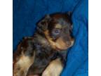 Schnauzer (Miniature) Puppy for sale in Altamonte Springs, FL, USA