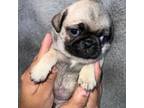 Pug Puppy for sale in Brighton, CO, USA