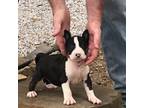 Boston Terrier Puppy for sale in Hot Springs, AR, USA