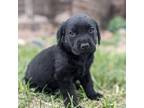 Labrador Retriever Puppy for sale in Canon City, CO, USA