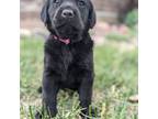 Labrador Retriever Puppy for sale in Canon City, CO, USA