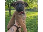 Mutt Puppy for sale in London, OH, USA