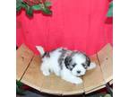 Shih Tzu Puppy for sale in Topeka, IN, USA
