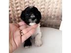 Aussiedoodle Puppy for sale in Andalusia, AL, USA