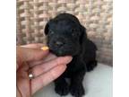 Aussiedoodle Puppy for sale in Andalusia, AL, USA