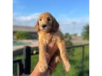 Mutt Puppy for sale in Lorena, TX, USA
