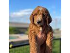 Mutt Puppy for sale in Lorena, TX, USA