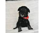 Schnauzer (Miniature) Puppy for sale in Corona, CA, USA