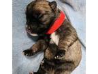 Schnauzer (Miniature) Puppy for sale in Dahlonega, GA, USA