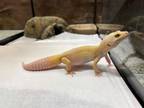 Adopt JOHNNY WINTER a Gecko
