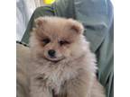 Pomeranian Puppy for sale in Colorado Springs, CO, USA