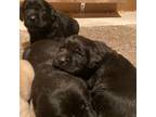 Labrador Retriever Puppy for sale in Fort Lupton, CO, USA