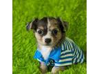 Chihuahua Puppy for sale in Lamar, MO, USA