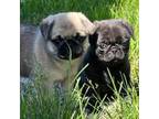 Pug Puppy for sale in Monroe, IA, USA