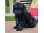 Miniature Labradoodle Puppy for sale in Archbold, OH, USA