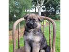 German Shepherd Dog Puppy for sale in Fredericksburg, OH, USA