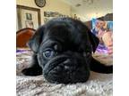 Pug Puppy for sale in Uvalde, TX, USA