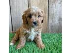 Cavapoo Puppy for sale in Millersburg, OH, USA