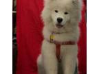 Samoyed Puppy for sale in Queens, NY, USA