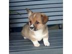 Pembroke Welsh Corgi Puppy for sale in Shipshewana, IN, USA
