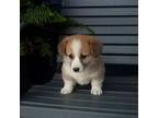 Pembroke Welsh Corgi Puppy for sale in Shipshewana, IN, USA