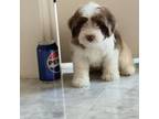 Cavapoo Puppy for sale in Miami, FL, USA