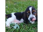Basset Hound Puppy for sale in Corinth, MS, USA