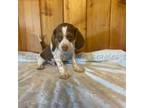 Beagle Puppy for sale in Malo, WA, USA