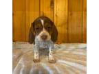 Beagle Puppy for sale in Malo, WA, USA