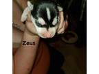 Siberian Husky Puppy for sale in Buxton, ME, USA