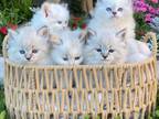 Neva Masquerade Siberian TICA Registered Kittens