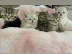 Portlands Kittens