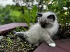 Male Seal Mitted Ragdoll