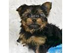 Yorkshire Terrier Puppy for sale in Eldorado, OH, USA