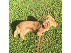 Dachshund Puppy for sale in Dalton, GA, USA