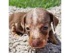Dachshund Puppy for sale in Hays, NC, USA