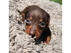 Dachshund Puppy for sale in Hays, NC, USA
