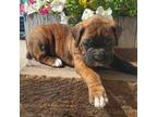 Boxer Puppy for sale in Cromwell, IN, USA