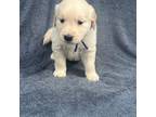 Golden Retriever Puppy for sale in Akron, OH, USA