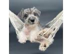 Schnauzer (Miniature) Puppy for sale in Revere, MO, USA