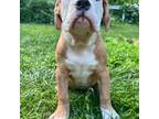 Olde English Bulldogge Puppy for sale in Durham, CT, USA