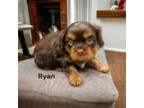Cavalier King Charles Spaniel Puppy for sale in Demotte, IN, USA