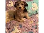 Yorkshire Terrier Puppy for sale in Rockingham, NC, USA