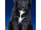 Mutt Puppy for sale in Meridian, CA, USA