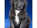 Mutt Puppy for sale in Meridian, CA, USA